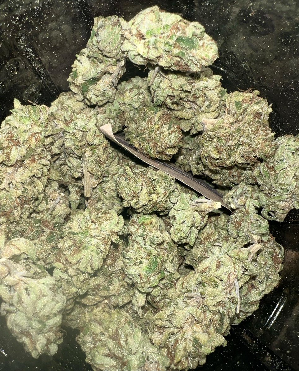 DankGrows (@dankgrows_va) on Twitter photo Finished trimming the Biscotti Mintz from Barney Farms and definitely one of my favorite strains. Straight gas 🔥
Grown under the FC-E4800 from <a href="/MarsHydroLight/">Mars Hydro | Since 2009</a> Finished trimming the Biscotti Mintz from Barney Farms and definitely one of my favorite strains. Straight gas 🔥
Grown under the FC-E4800 from <a href="/MarsHydroLight/">Mars Hydro | Since 2009</a>