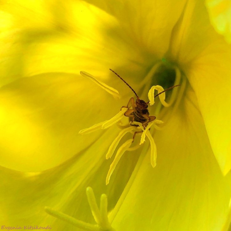 Evgenias Foto (@evgeniakitsiko1) on Twitter photo 