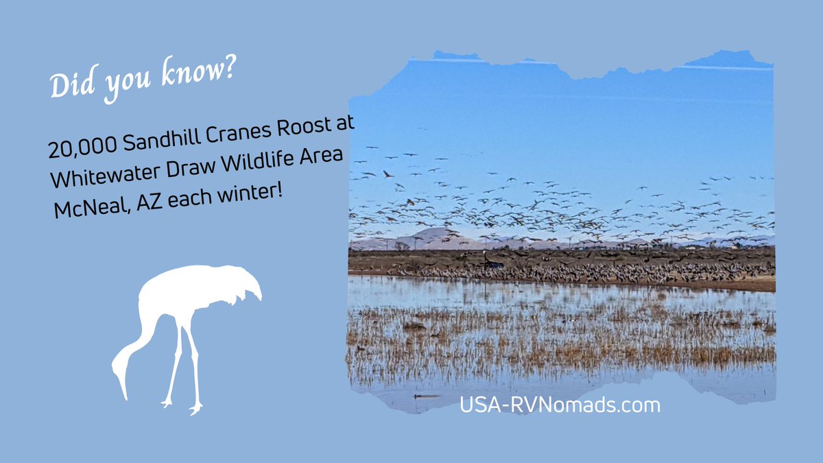 Shari Voigt tweet media