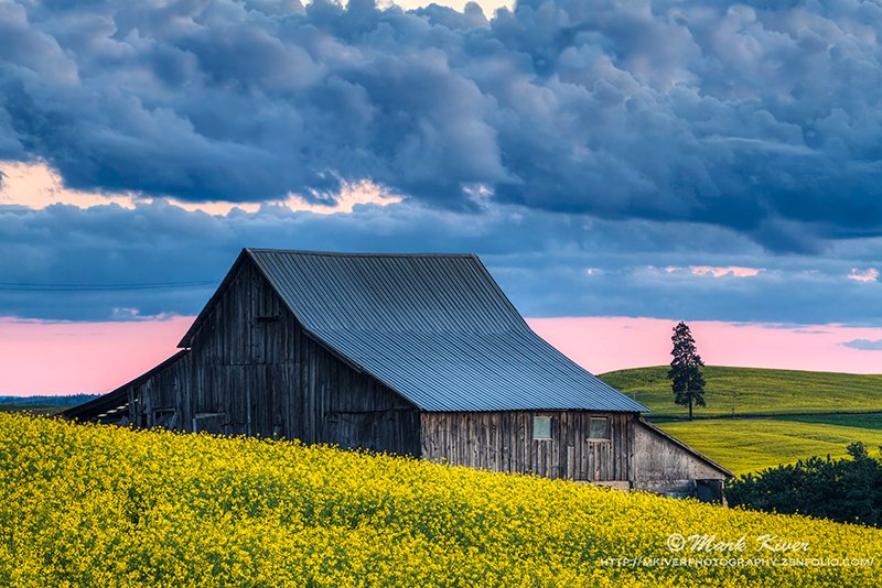 A field of Canola at sunset. bit.ly/3MrN4hN #FindArtThisSummer #BuyIntoArt #farmlife #Canola #WashingtonState