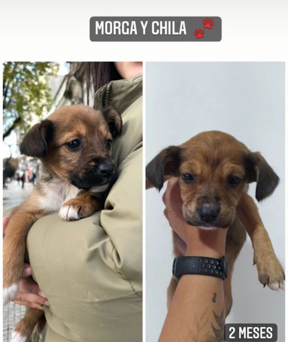 JungParkAR's tweet photo. Me ayudan a difundir estos cachorros que buscan adoptantes? Se encuentran en Caba. Es de una rescatista que necesita que le demos una mano para encontrsrle familia e stos perritos! Comunicarse directamente al 1158558486.
A ver si logramos nuevas adopciones! https://t.co/hGX42OMVDz