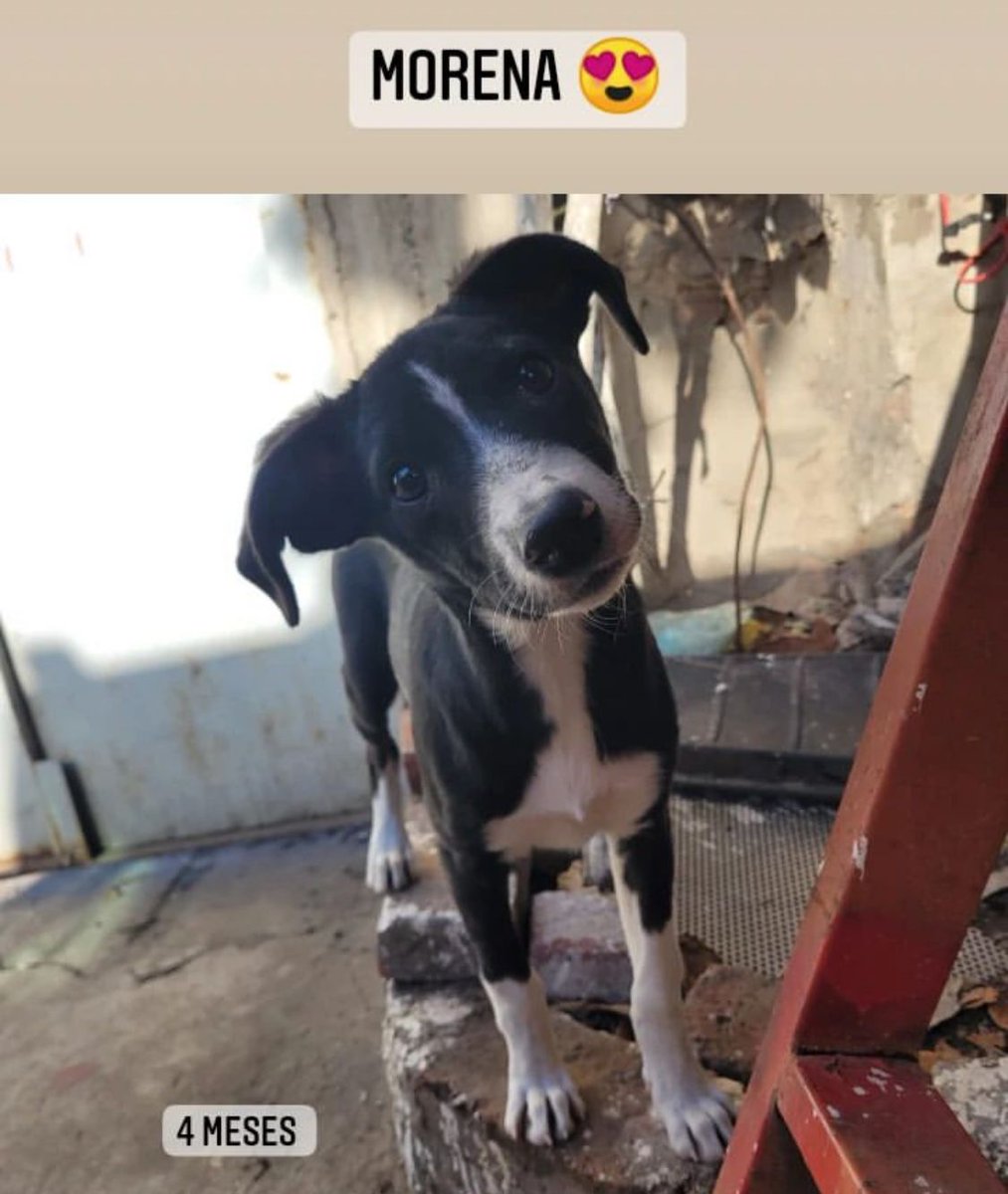 JungParkAR's tweet photo. Me ayudan a difundir estos cachorros que buscan adoptantes? Se encuentran en Caba. Es de una rescatista que necesita que le demos una mano para encontrsrle familia e stos perritos! Comunicarse directamente al 1158558486.
A ver si logramos nuevas adopciones! https://t.co/hGX42OMVDz