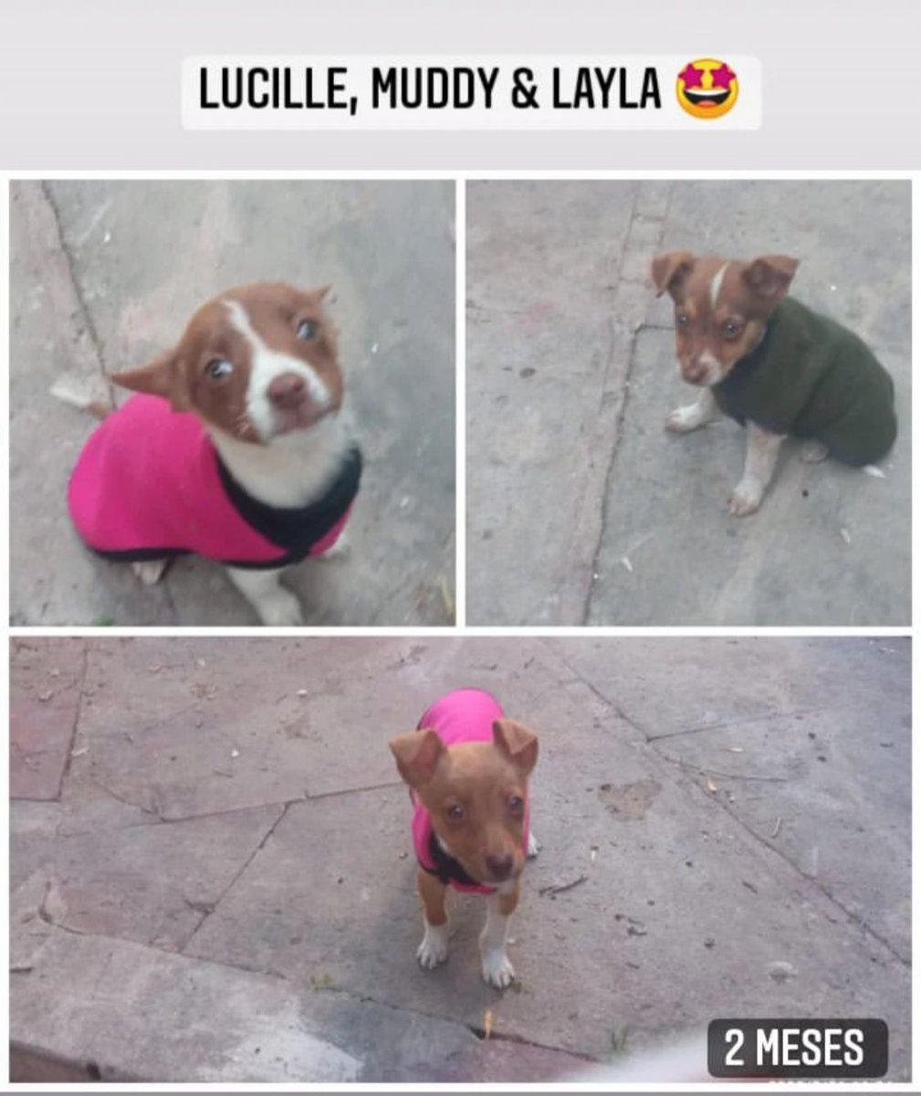 JungParkAR's tweet photo. Me ayudan a difundir estos cachorros que buscan adoptantes? Se encuentran en Caba. Es de una rescatista que necesita que le demos una mano para encontrsrle familia e stos perritos! Comunicarse directamente al 1158558486.
A ver si logramos nuevas adopciones! https://t.co/hGX42OMVDz