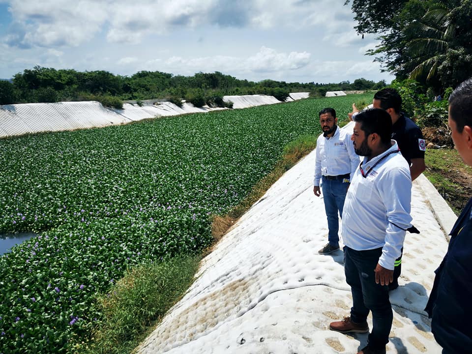 Capaseg_CS's tweet photo. La #CAPASEG inició las acciones de desazolve en el arroyo #Colacho, del cual se retirarán 1.9 kilómetros de longitud de lirio acuático, con la finalidad de prevenir contingencias por lluvias. Cumpliendo las indicaciones de la Gobernadora, Evelyn Salgado Pineda (1) https://t.co/MYWoElMPKW