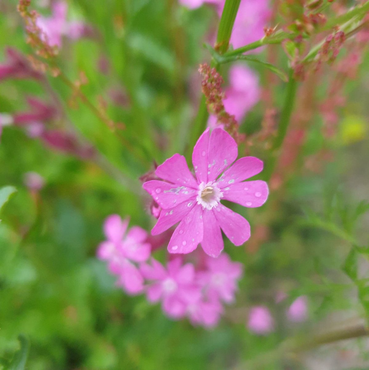 Check out the dazzling Red Catchfly, Little Yellow Rattle &amp; Moon Daisy in our scythed meadow...
Wildflower bouquet-making, nature trails &amp; loads of nature-based activities to enjoy at our next Family Activity Day. 
Sunday 3rd July. 10 - 4. Tickets here: buytickets.at/sadeh1/711494