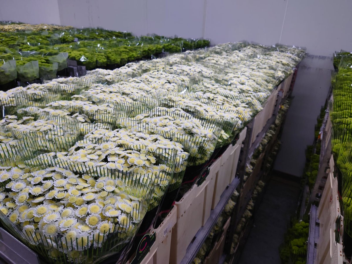 🦙⚡ALPACA⚡🦙! De nieuwste Santini in ons assortiment! Wat vinden jullie ervan?