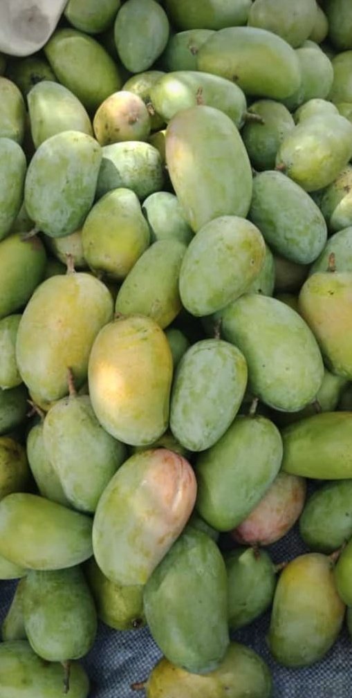 basilfoodexport's tweet photo. @holisticleigh_ #mangoes https://t.co/U6pdrTtFZ0