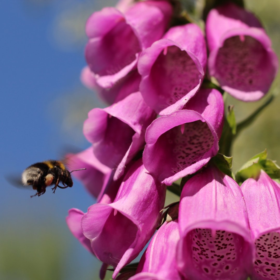 countrylifegc's tweet image. Foxglove are a biennial hedgerow plant with colourful and tubular flower bells 🌸. These stunning flowers are also an important food source for long-tongued garden bumblebees! 🐝 

#SummerFlowers #OperationPolliNation #CountryLife