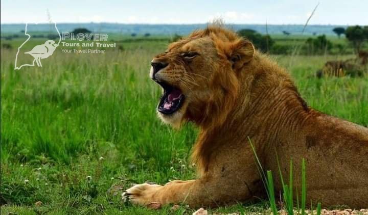 PloverTours's tweet photo. Jungle King!
When he roars the whole wilderness gets his call. 
The lion is a common species in n most Savannah national conservation areas. 
To meet more cats these included 
#inbox info@plovertoursandtravel.com
#tourism
#visituganda
#restarttourism
#adventureUg https://t.co/nG3GH65D2M