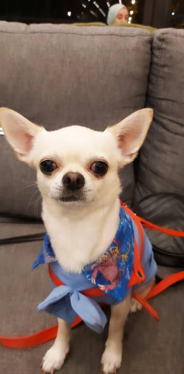 gizemesgunoglu's tweet photo. 1Ay oldu köpeğimi çalan kişiler belli  bukadar mı zor ne yaptığını bulmak? 10 yıldır baktığım candan oluyorum köpeğim ne halde haber yok kime verdiler 3 kuruş için kime satıldı bir canı bulmak bukadar zor olmamalı susmicam vaz geçmicem sende bize destek ol #leoyuBeraberBulalım https://t.co/6Ie6wlxFeI