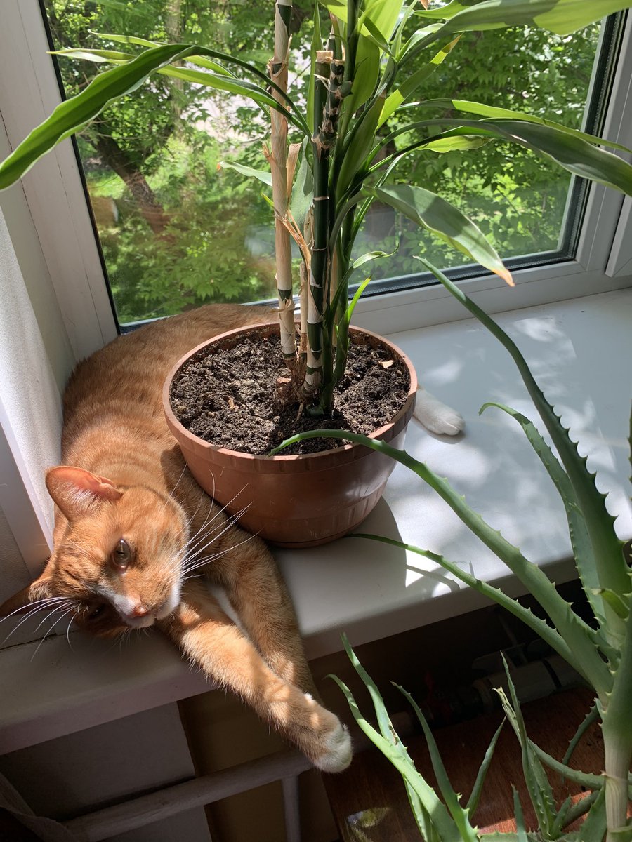 KatuhSo's tweet photo. в его распоряжении был целый подоконник, но он решил, что с бамбуком будет лучше https://t.co/qgcbeXWdGz