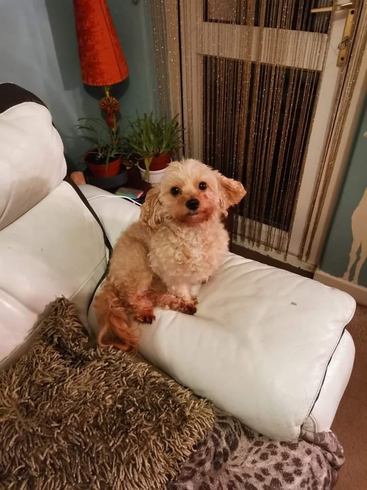 Please retweet to HLEP FIND THIS DOG, LAST SEEN AT #StPancras Station #LONDON. 

Her mum had to go in an ambulance and they wouldn't take her dog 💔
Have you seen her or been offered her?👀
 She could be anywhere now so please share widely 
CONTACT 
facebook.com/groups/1580339…
#dogs