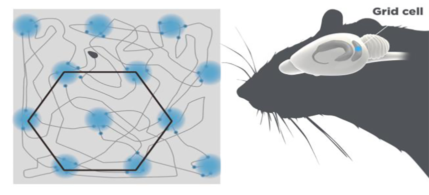 Looking for evidence that wayfinding is part art - part science? Look no further than this summary of the brain processes involved in wayfinding and navigation ....
bit.ly/3Mjq0Sc

#wayfinding #neuroscience