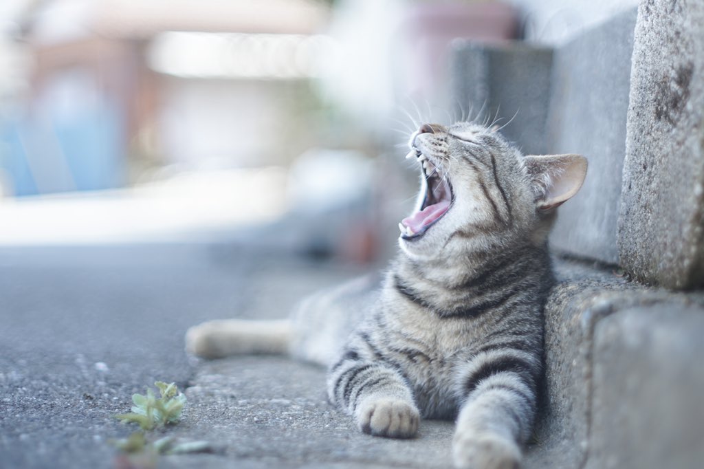 222_mrn's tweet photo. ご近所猫 https://t.co/cFz1UlBhEv