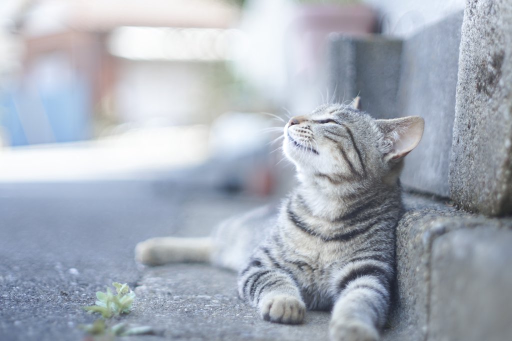 222_mrn's tweet photo. ご近所猫 https://t.co/cFz1UlBhEv