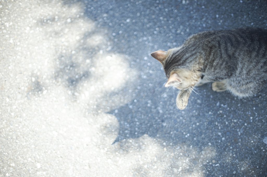 222_mrn's tweet photo. ご近所猫 https://t.co/cFz1UlBhEv