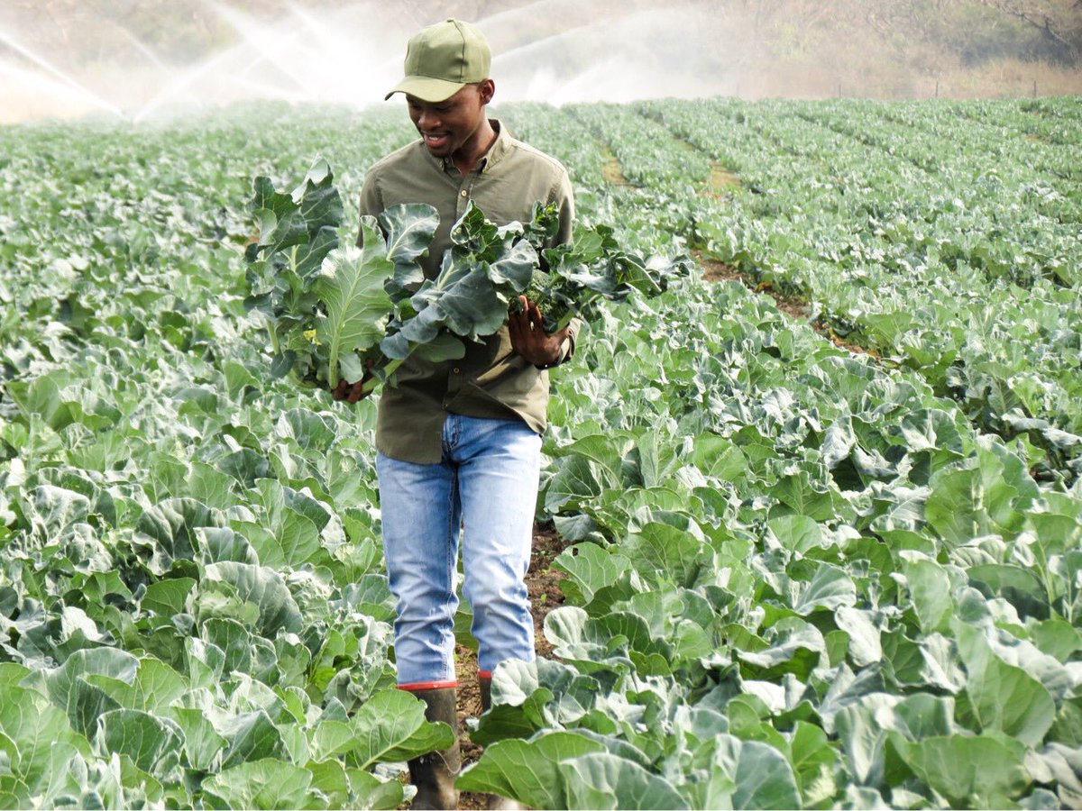 We should be able to secure a sustainable, safe food supply for the #agriculture industry. Through an innovative combination of #technology and agriBORA Hubs, we are building trust and reducing risk for the farmers and their business partners. #WorldFoodSafetyDay