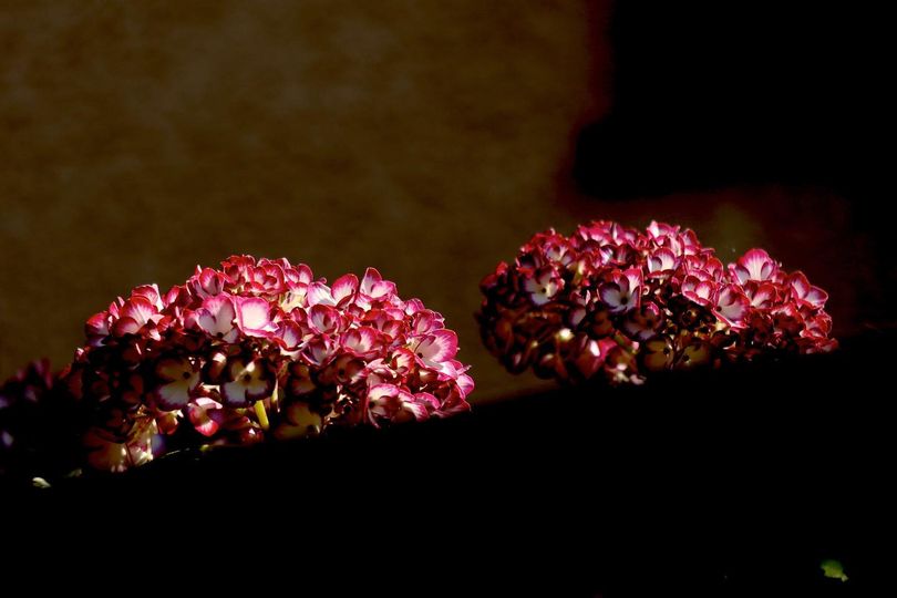 Hydrangeaphotography Twitter Search Twitter