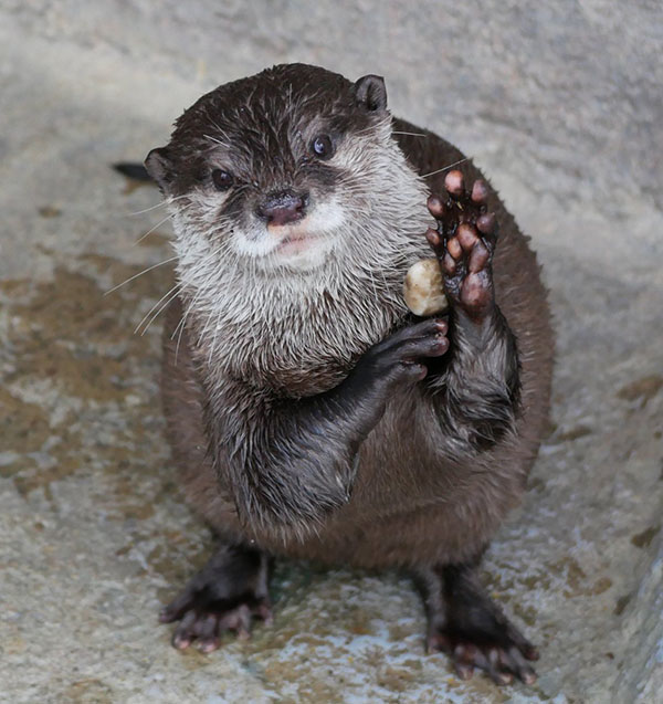 TheDailyOtter's tweet photo. Want to see how I can juggle, human? https://t.co/lHjautOiDU 📸: @uso_otter https://t.co/gB9tCoi6IG