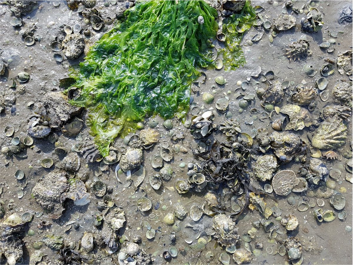 WaardenburgEco's tweet photo. De platte #oester is zo goed als uitgestorven, maar een kleine populatie weet al jarenlang te overleven. Voor @RWS_NN onderzochten we in het kader van #PAGW opties om dit inheemse schelpdier te beschermen #Marine #Ecology https://t.co/5sVMCV6bqk https://t.co/f6m4guZcvW