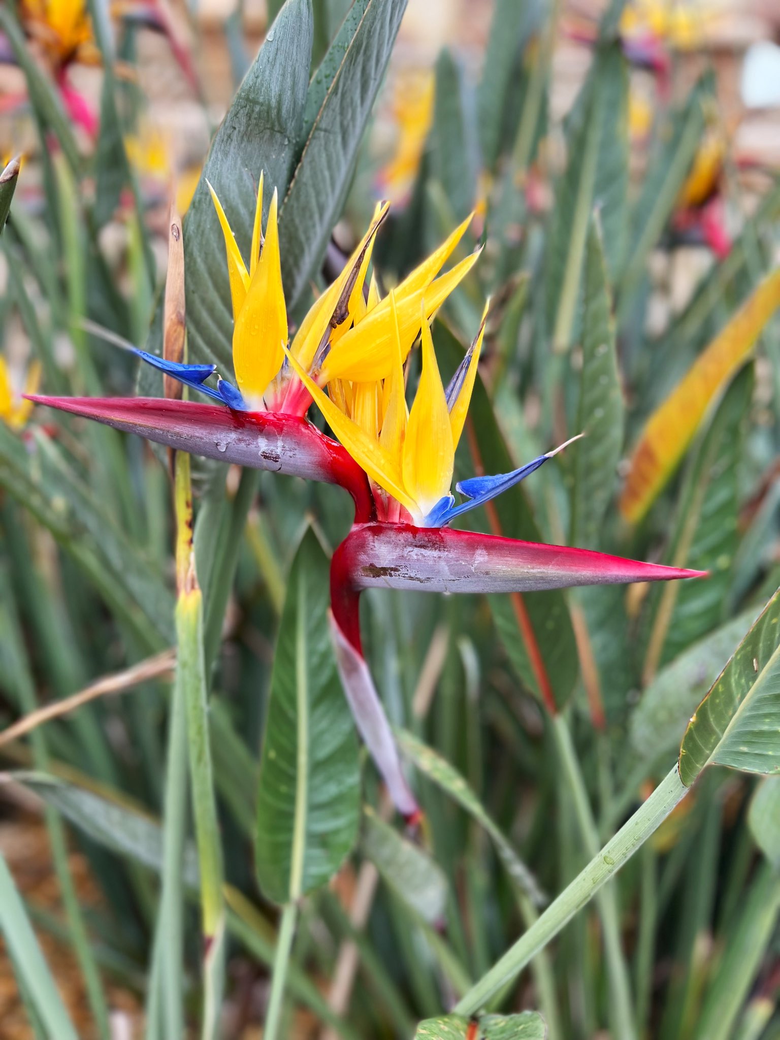 咲良 見事なストレリチア 極楽鳥花 花言葉は気取った恋とか 縁がないけど 笑 T Co Jrd3cfnxo9 Twitter