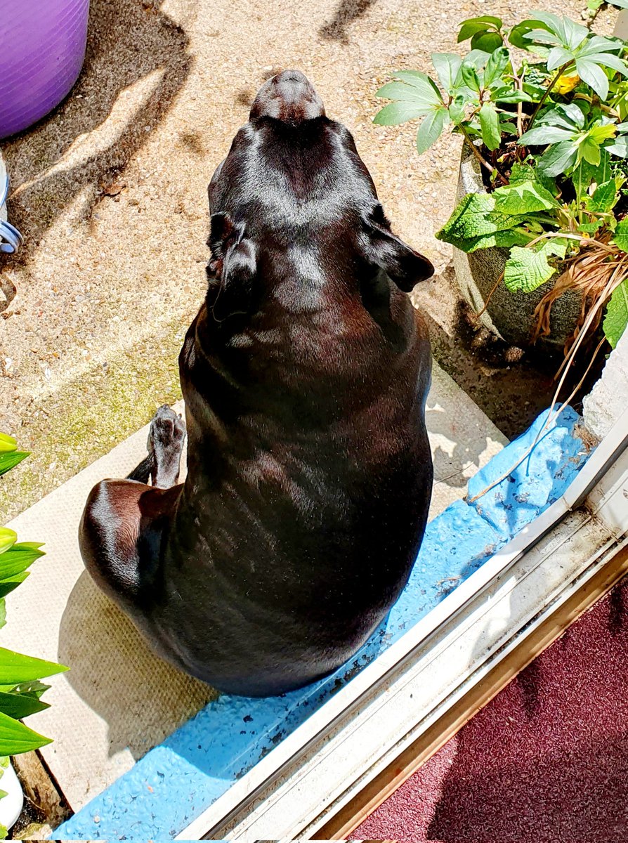 DogTreatsUK's tweet photo. The #Staffy Number 1 favourite UK family dog, #staffies love natural chews & treats RT @SusiesTreasure: Our Ena Gigolina likes a bit of sunshine 🌞
#Staffordshire #staffie #staffy #garden #dogsoftwitter #sunbathingdog https://t.co/EPXGUiXwMO