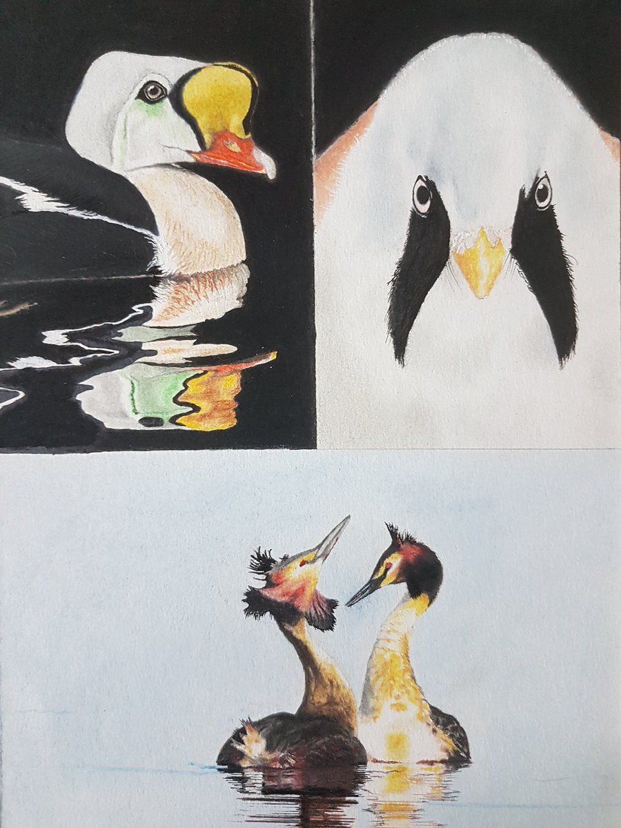 Best leuk om kleiner te werken, A4 dus. Koningseidereend/baardmannetje/futen.