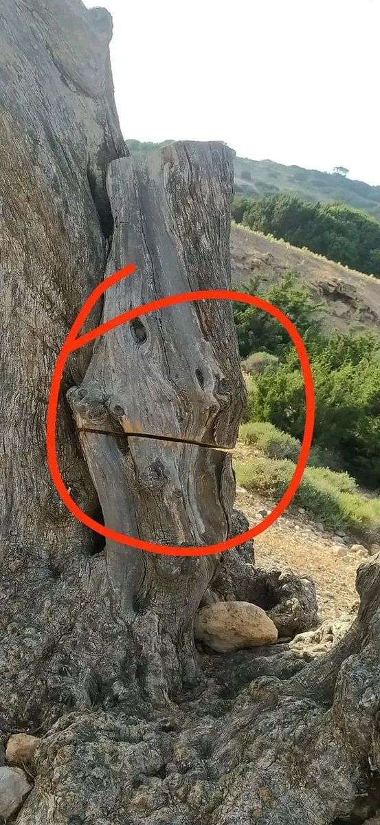 p_poniridis's tweet photo. Στο κάτω Κουφονήσι έκοψαν με αλυσοπρίονο (κάθε κατασκηνωτής έχει ένα στο αυτοκίνητο άλλωστε) τον κορμό, σκόρπισαν επιμελώς μωρομάντηλα και έφεραν τους μπάτσους. Νούμερα μικροαστοί νησιώτες που να μη κάνετε μία κράτηση φέτος!! https://t.co/jN8pCc7iBU