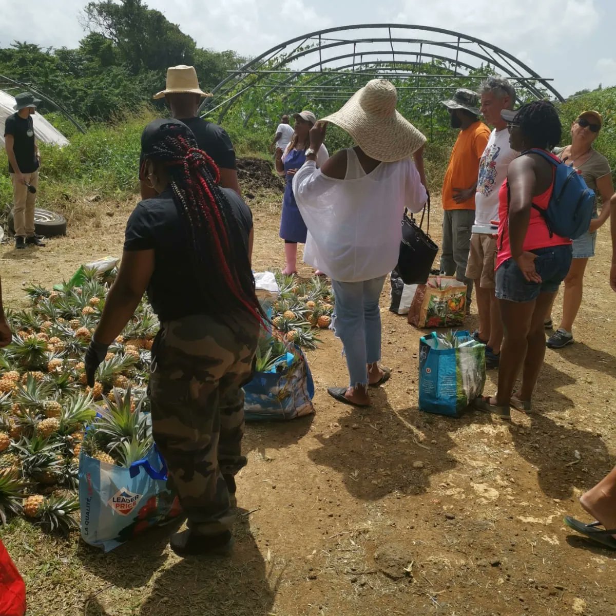 GlanMarket's tweet photo. [Bilan des fruits et légumes sauvés] 

🗓 05 juin 2022 

📍 Mr Monfils, Lamentin 

Glan'Market remercie les glaneurs d'avoir participé au sauvetage de 1,1 t d'ananas, et 72 kg d'aubergines. 🎉 

À très vite pour de nouveaux glanages ! ♻️ https://t.co/K5ZbqH1ZM8
