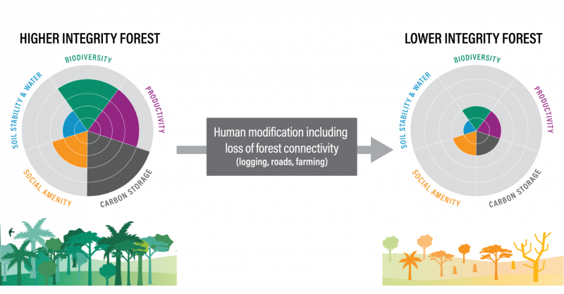 restoreforward's tweet photo. Preserving #ForestIntegrity is as vital as preventing deforestation!

The Integrity Index shows that less than 1/2 of 🌍’s remaining 🌳forests have high integrity!

Learn about why and what can #GenerationRestoration do to protect high-integrity forests &amp; restore other forests:
