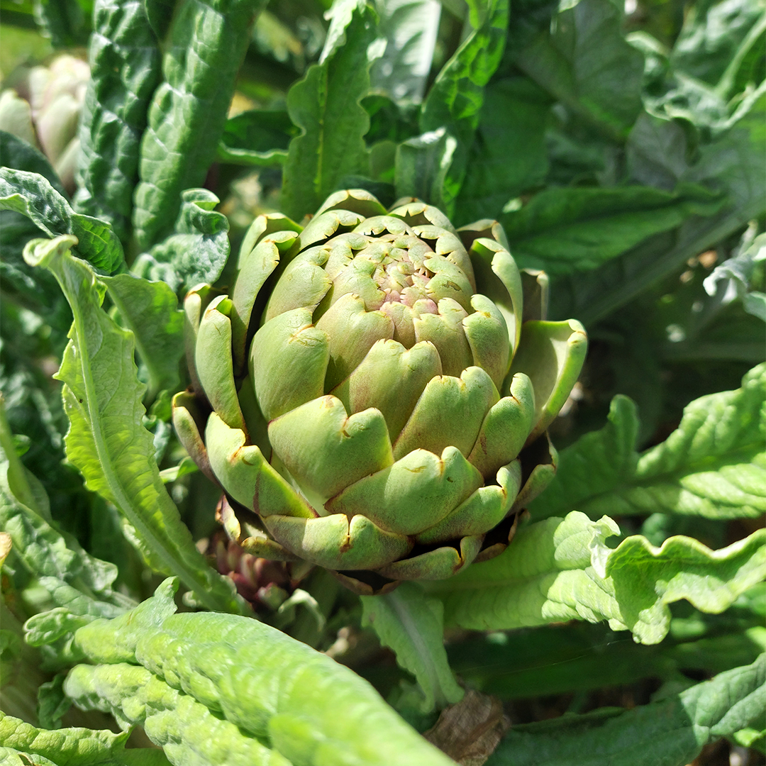 IUT_LRSY's tweet photo. [Actualité de l'IUT] Ça récolte !🍓

Depuis quelques semaines, le #potager voit ses premiers #fruits, #légumes et #plantesaromatiques de l'année être prêts pour la #récolte.

#CampusVert #GB #GénieBiologique #iutlrsy #campuslrsy #vendée #PaysdelaLoire https://t.co/QuQW7Q6buc