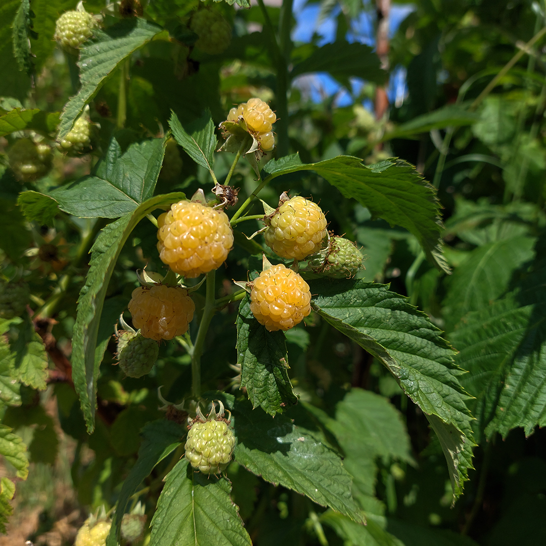 IUT_LRSY's tweet photo. [Actualité de l'IUT] Ça récolte !🍓

Depuis quelques semaines, le #potager voit ses premiers #fruits, #légumes et #plantesaromatiques de l'année être prêts pour la #récolte.

#CampusVert #GB #GénieBiologique #iutlrsy #campuslrsy #vendée #PaysdelaLoire https://t.co/QuQW7Q6buc