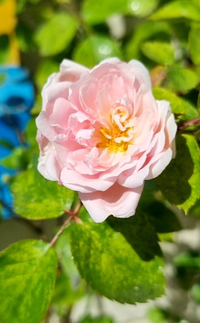 Russ Giles tweet media