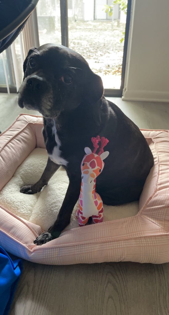 lanyaxyz's tweet photo. i’ve shown everyone i’ve come into contact with this photo of bubs in her new bed with her lesbian giraffe so twitter gets to see it too 😌 isn’t she cute 🥹 https://t.co/2JWtc0hYJP