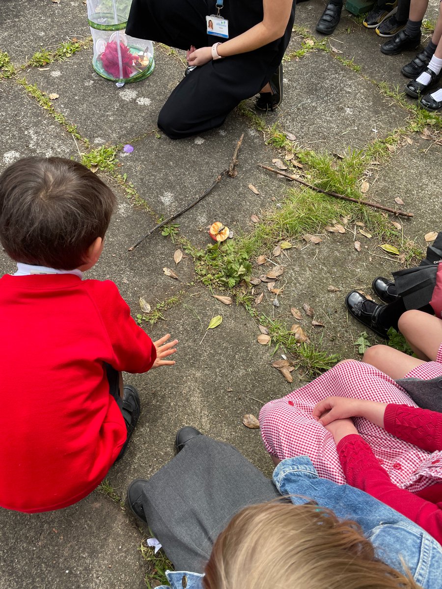 Carolside_PS's tweet image. P1a have been learning all about the life cycle of a butterfly. They watched their caterpillars grow inside their classroom and turn into butterflies. Today, they let 8 butterflies go in the Secret Garden. What a magical experience!🐛🦋 #CPSSTEM