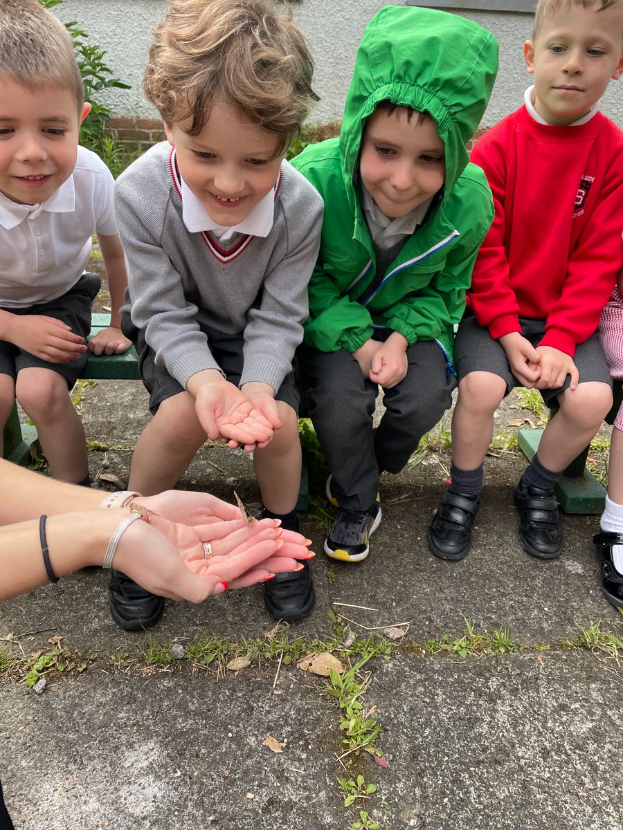 Carolside_PS's tweet image. P1a have been learning all about the life cycle of a butterfly. They watched their caterpillars grow inside their classroom and turn into butterflies. Today, they let 8 butterflies go in the Secret Garden. What a magical experience!🐛🦋 #CPSSTEM