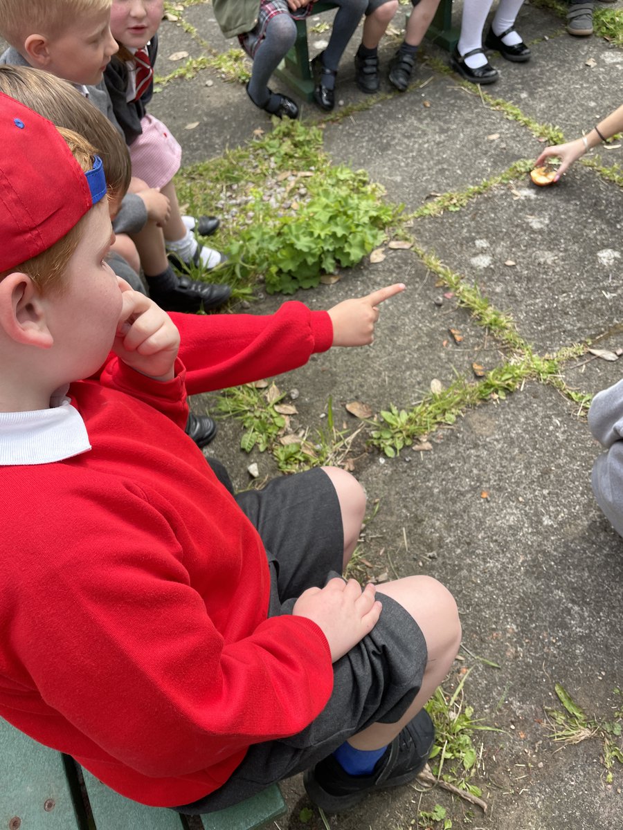 Carolside_PS's tweet image. P1a have been learning all about the life cycle of a butterfly. They watched their caterpillars grow inside their classroom and turn into butterflies. Today, they let 8 butterflies go in the Secret Garden. What a magical experience!🐛🦋 #CPSSTEM