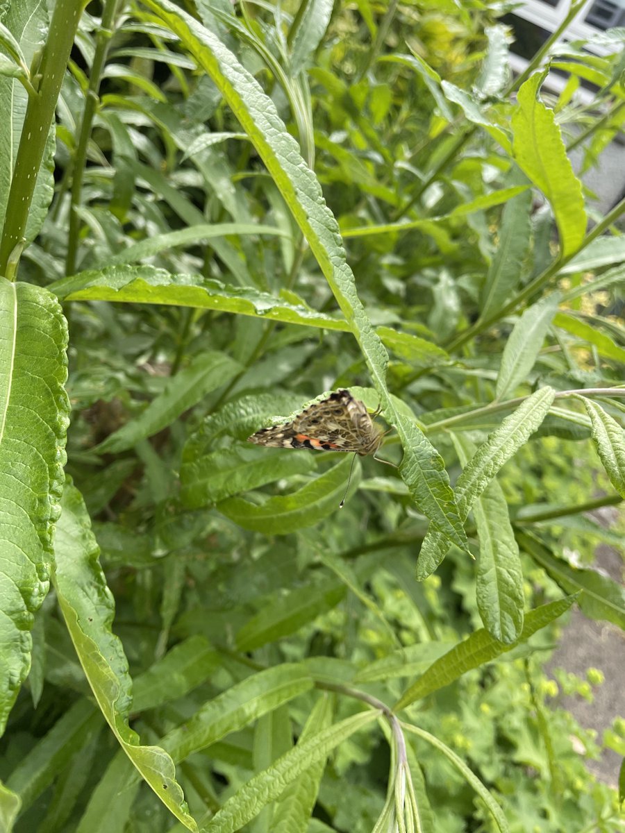 Carolside_PS's tweet image. P1a have been learning all about the life cycle of a butterfly. They watched their caterpillars grow inside their classroom and turn into butterflies. Today, they let 8 butterflies go in the Secret Garden. What a magical experience!🐛🦋 #CPSSTEM