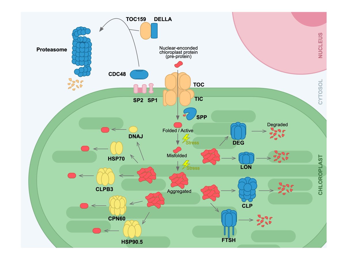 PabloPulidoPQC's tweet photo. Together with @neto_flames, we have reviewed current knowledge of #chloroplast #proteostasis in Essays in Biochemistry @PPPublishing. #ProteinAggregation #chaperones #proteases #cpUPR #RetrogradeSignaling #PhaseSeparation. Thanks funding agencies @CSIC @ComunidadMadrid @AgEInves https://t.co/yoIdGibgsW