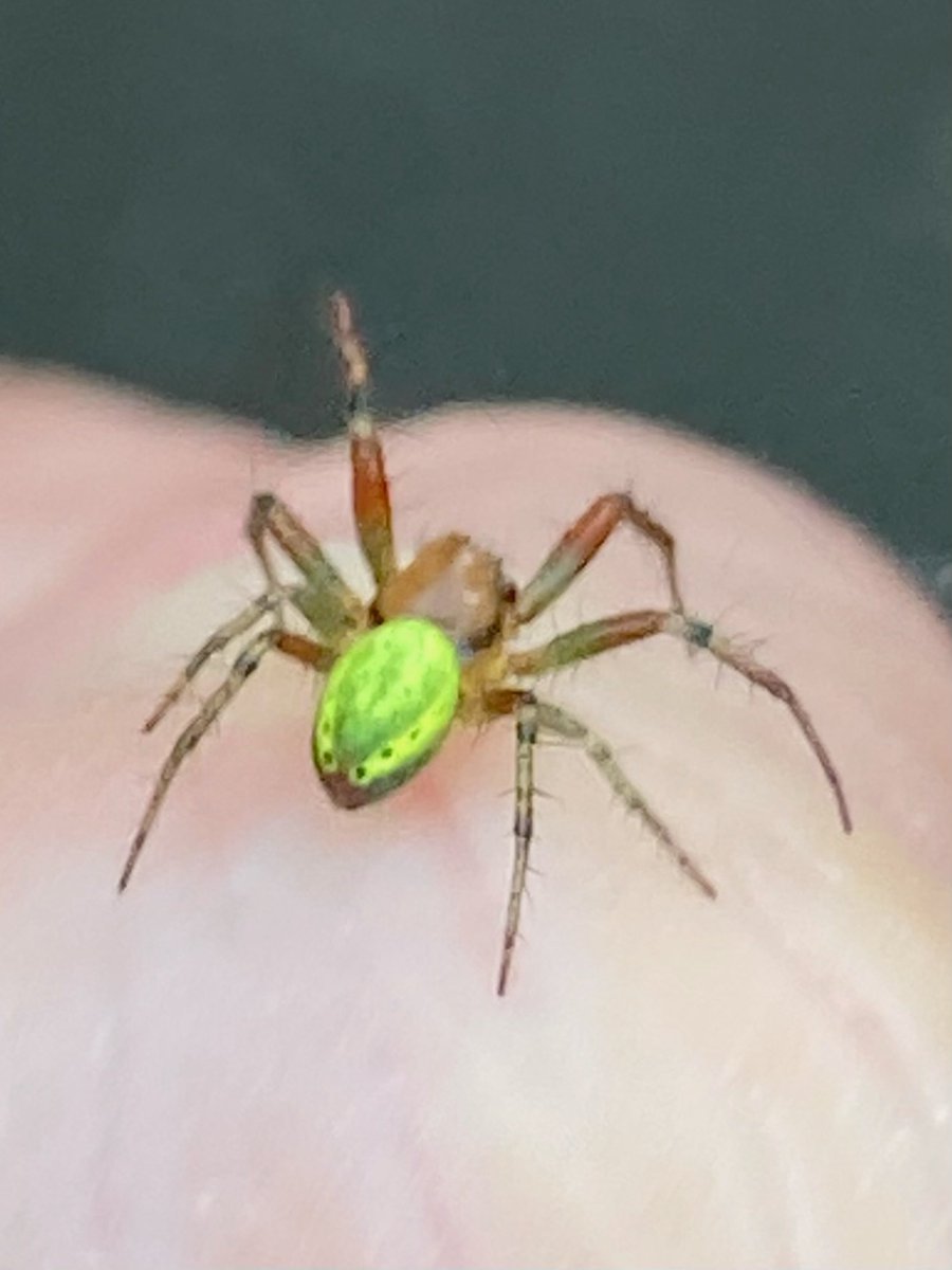 Simone Freeman tweet media