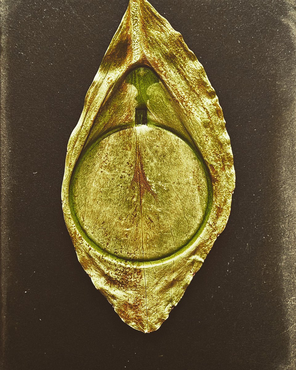 lumilyon's tweet image. New series slowly emerging from the darkness. Embossed #chlorophyllprint of sight test correction lens #cameralessphotography #madeinbirmingham #blindphotographer #disabilityinclusion #alternativeprocesses #lightworker @RNIB