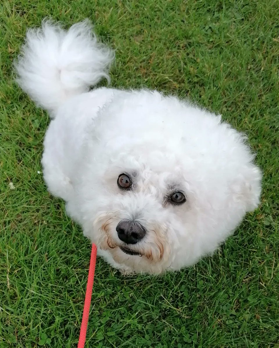 BichonJones's tweet photo. 💛 3rd 💛
For most appealing eyes at the Jubilee Dog Show down Diglis on Sunday 😊🐾

#jubilee #JubileeWeekend #JubileeCelebration #dogshow #bichon #bichonfrise #dogmom #furbaby #dogmomlife #dogsoftwitter https://t.co/9KBcTaTJOK