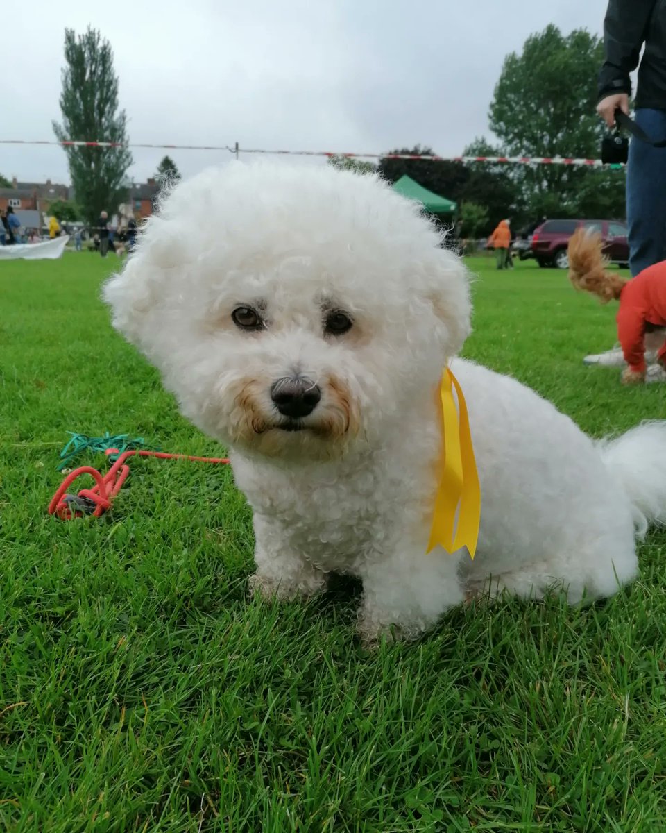 BichonJones's tweet photo. 💛 3rd 💛
For most appealing eyes at the Jubilee Dog Show down Diglis on Sunday 😊🐾

#jubilee #JubileeWeekend #JubileeCelebration #dogshow #bichon #bichonfrise #dogmom #furbaby #dogmomlife #dogsoftwitter https://t.co/9KBcTaTJOK