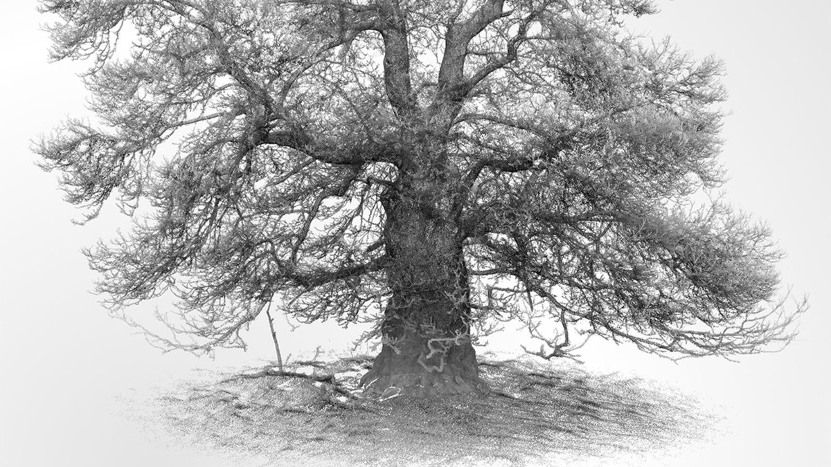 UCLgeography's tweet photo. 'The Cowdray Colossus' mate' by @kungphil

Dr Phil Wilkes captured this image of a sweet chestnut tree in Cowdray Park, West Sussex using LiDAR in April 2021. It comes with an accompanying 3D model: https://t.co/FhKc4Vqc58

Part of the UCL Geography #ResearchImages Competition https://t.co/JkPVt9qoIG
