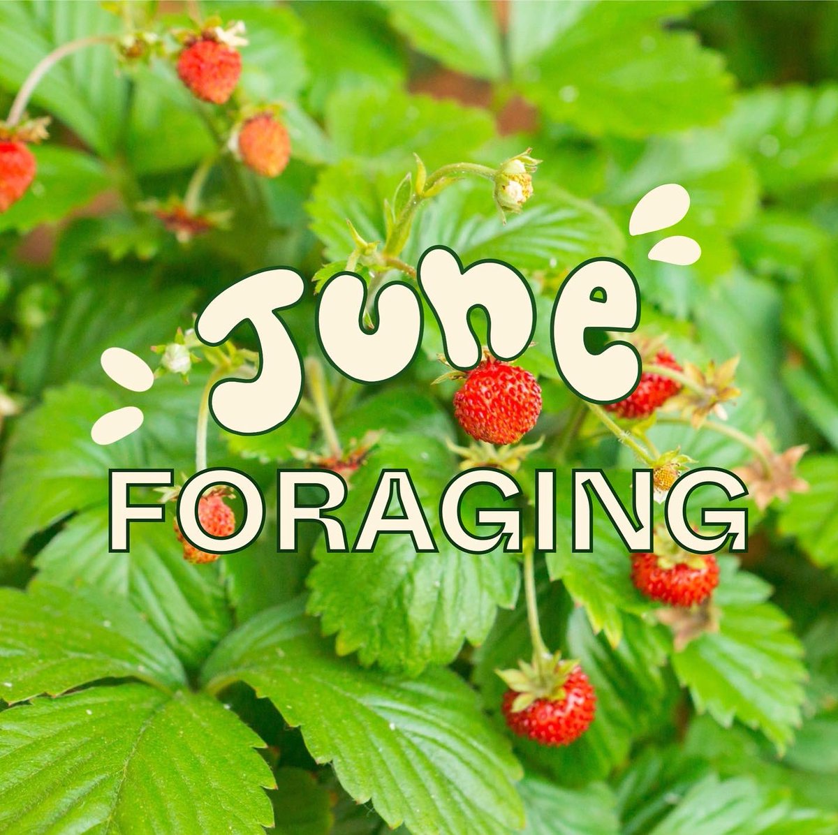 mygreenpod's tweet photo. Have you tried your hand at foraging?
Comment below your favourite thing to forage โจ๐
#ukforaging #foraging #gardening #Springwatch #springforaging https://t.co/nLacZxOWXf