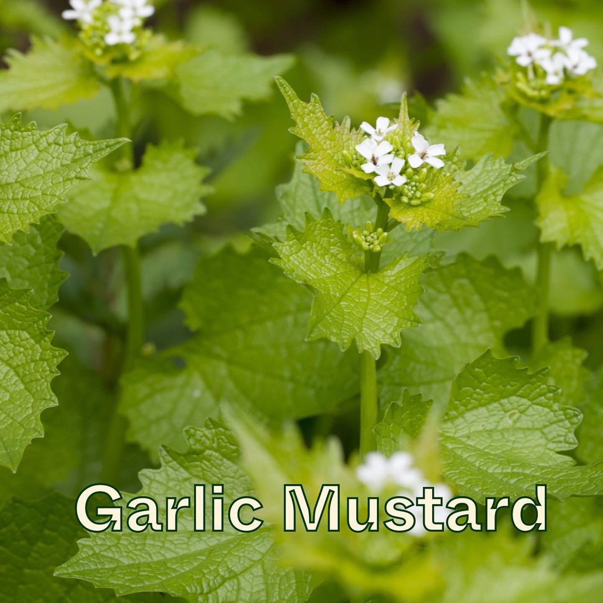 mygreenpod's tweet photo. Have you tried your hand at foraging?
Comment below your favourite thing to forage โจ๐
#ukforaging #foraging #gardening #Springwatch #springforaging https://t.co/nLacZxOWXf