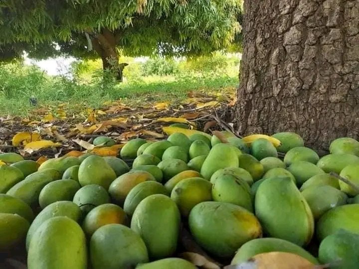 hamse_ayman's tweet photo. Barwaaqada ka muuqata deegaanka Ruqi oo ka tirsan Gobolka Awdal. https://t.co/LWXB1TrPby