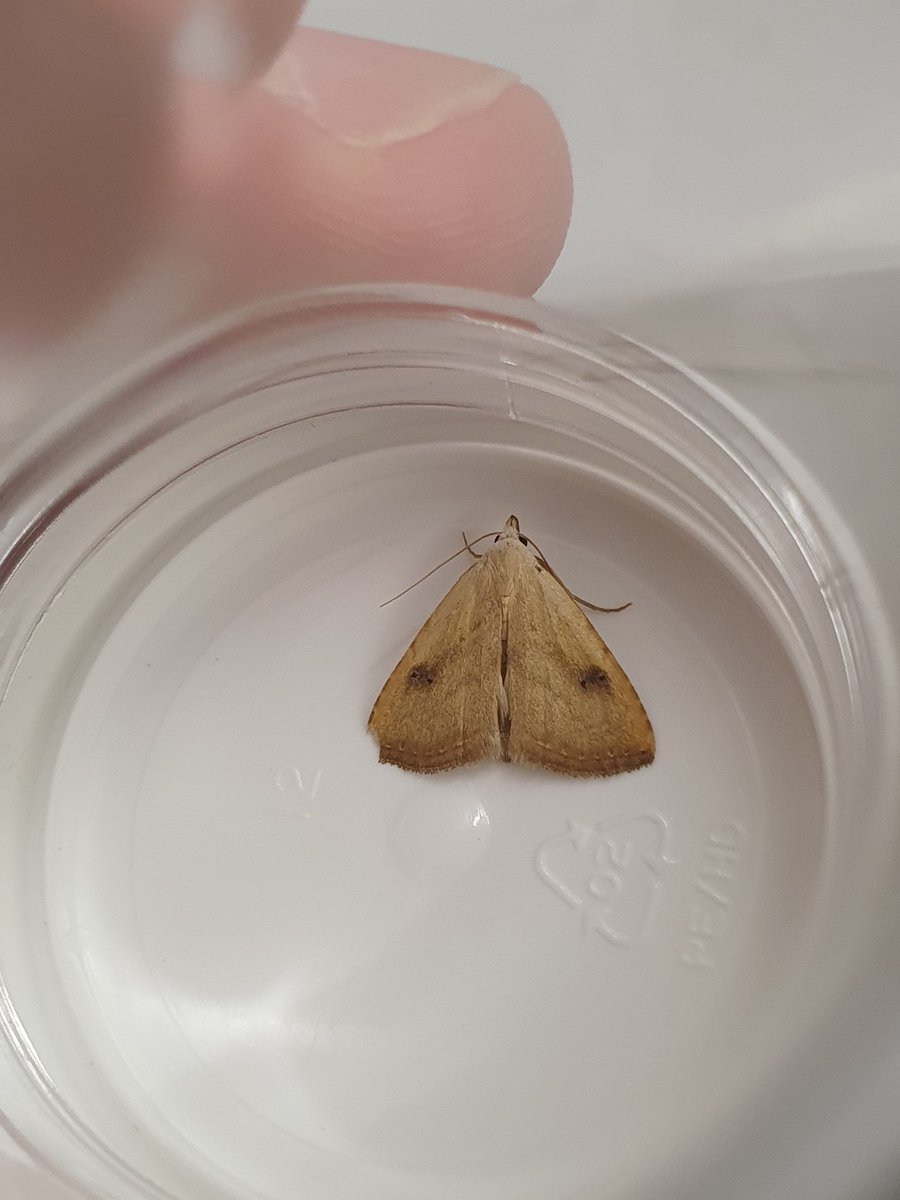 Another decent haul for #universitymothchallenge <a href="/SwanseaUni/">Swansea University</a>. Finally the first hawk moths of the year and another spectacles. Will be sitting out with the trap hopefully this Friday to survey, weather permitting! #teammoth <a href="/ZoologySwansea/">SwanseaZoology</a> @BiologySwansea <a href="/savebutterflies/">Butterfly Conservation 🦋</a>