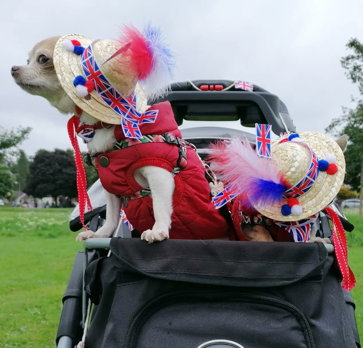 BichonJones's tweet photo. Easily the best dressed two on the Park on Sunday 🇬🇧😍

@bbchw
@WorcesterHour
@worcesternews
#Jubilee #jubileefun #jubileeweekend #jubileecelebration #jubileefunday #dogshow #fundogshow #jubileeparty #PlatinumJubilee https://t.co/Hah2Ua9XB0