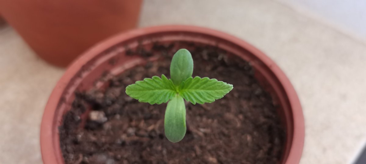 CPTN_Rastafari's tweet photo. Nunca me costó tanto iniciar un cultivo, primero por motivos físicos y luego por el cansancio mental de las circunstancias.
Pero ha sido iniciar el plantel y recuperar las ganas al minuto uno...
Todo femis de @GreenbudSeeds
#Makaha #Spitfire #ChocoCandy #Autocultivo #exterior https://t.co/3C2T8hmAIE